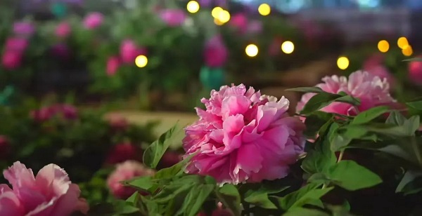 【寵粉互動(dòng)】結(jié)果揭曉！快來(lái)欣賞粉絲們的“大作”！