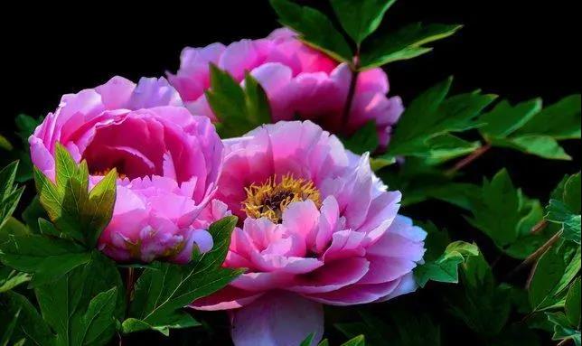 【“豫”見高端 “洛”賞牡丹】您有一封來自凌宇汽車的邀請函，請查收！