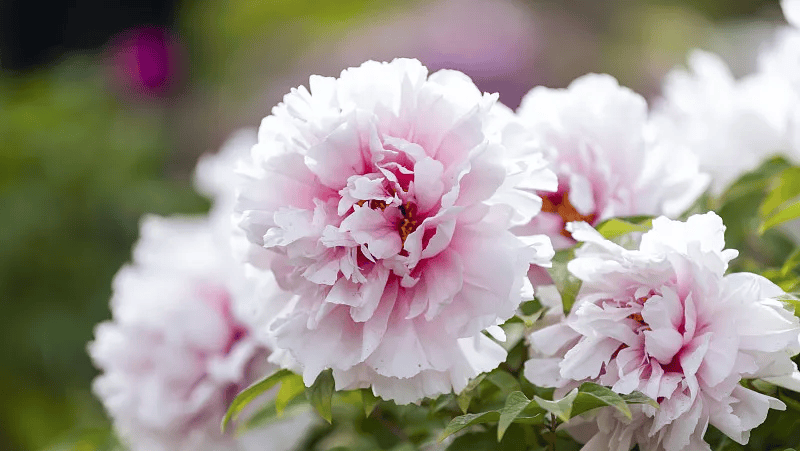 牡丹綻妍 譜寫新篇——中集攪拌邀您游洛陽，賞牡丹，品樣車，觀產(chǎn)線